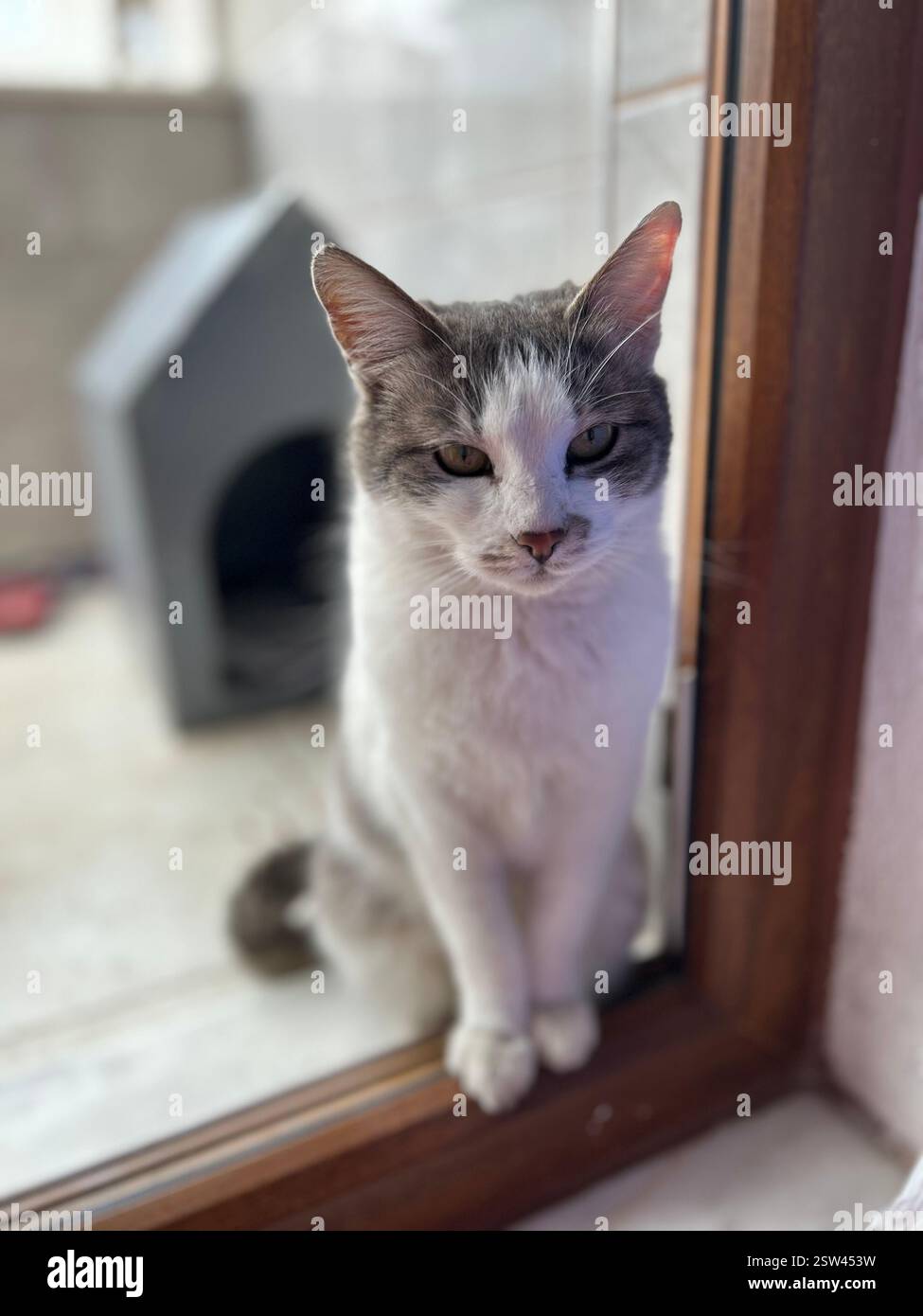 Adorabile gattino bianco e grigio in posa davanti alla porta - Immagine stock catturata con smartphone
