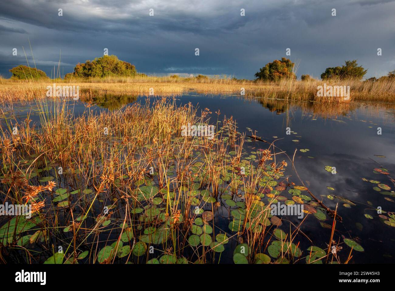 Luce del sole nel tardo pomeriggio sulle acque dolci stagionali del Delta dell'Okavango nel Botswana settentrionale, Africa. Foto Stock
