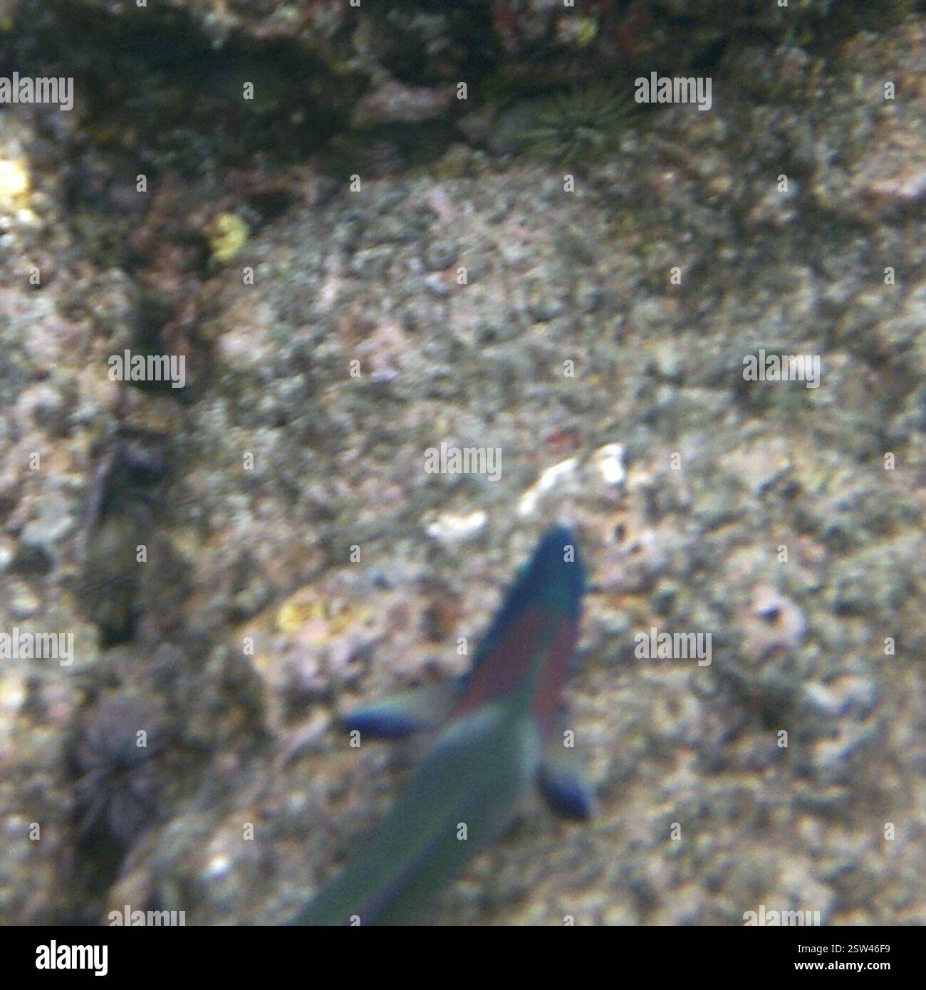 Saddle Wrasse (Thalassoma duperrey), Actinopterygii, Kahaluu-Keauhou, HI 96740, USA Foto Stock