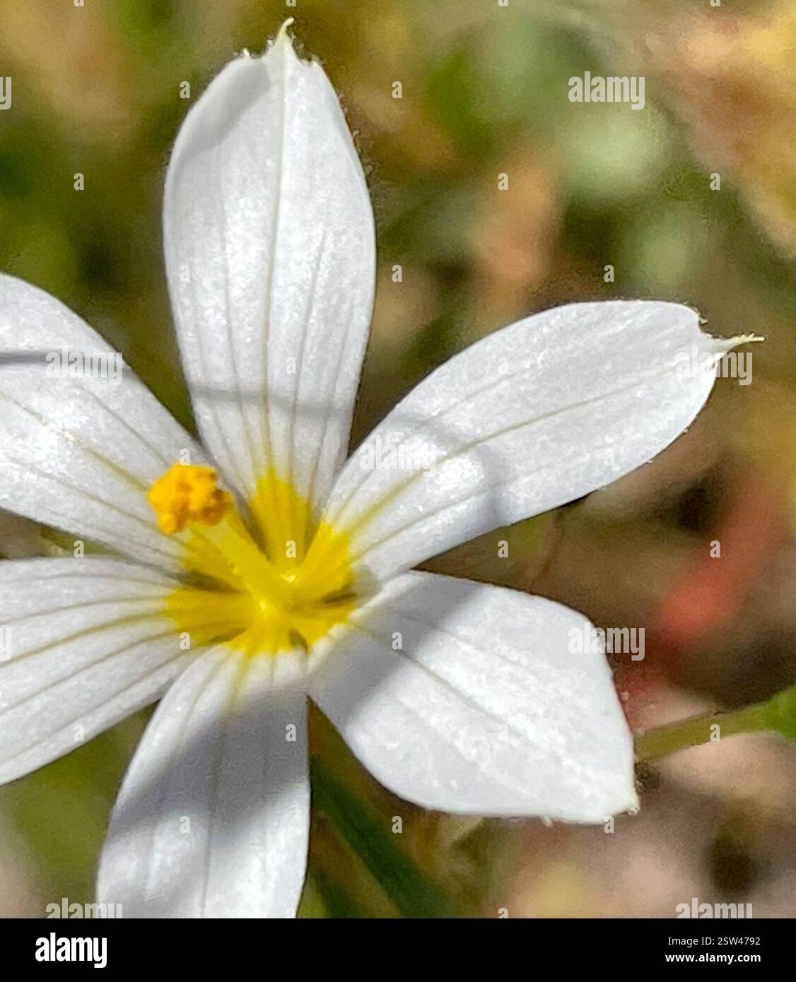 Erba dagli occhi azzurri occidentali (Sisyrinchium bellum), Plantae, Toro County Park, Salinas, CALIFORNIA, NOI, la prima volta che l'ho visto con petali bianchi puri. WESTERN Blue-eyed Grass (Sisyrinchium bellum) pianta nativa della famiglia Iris (Iridaceae) che cresce in aree erbose aperte e in terreni serpertini. Le foglie sono strette, verdi scuro e simili all'erba. I fiori hanno 6 petali con punte appuntite e vene prominenti. I colori vanno dal blu-viola al viola o al blu pallido, occasionalmente bianco e sempre con una gola giallo brillante. Periodo di massima fioritura: Marzo-maggio. Plants of Monterey County: An Illustrated Field Key, 2a edizione Foto Stock