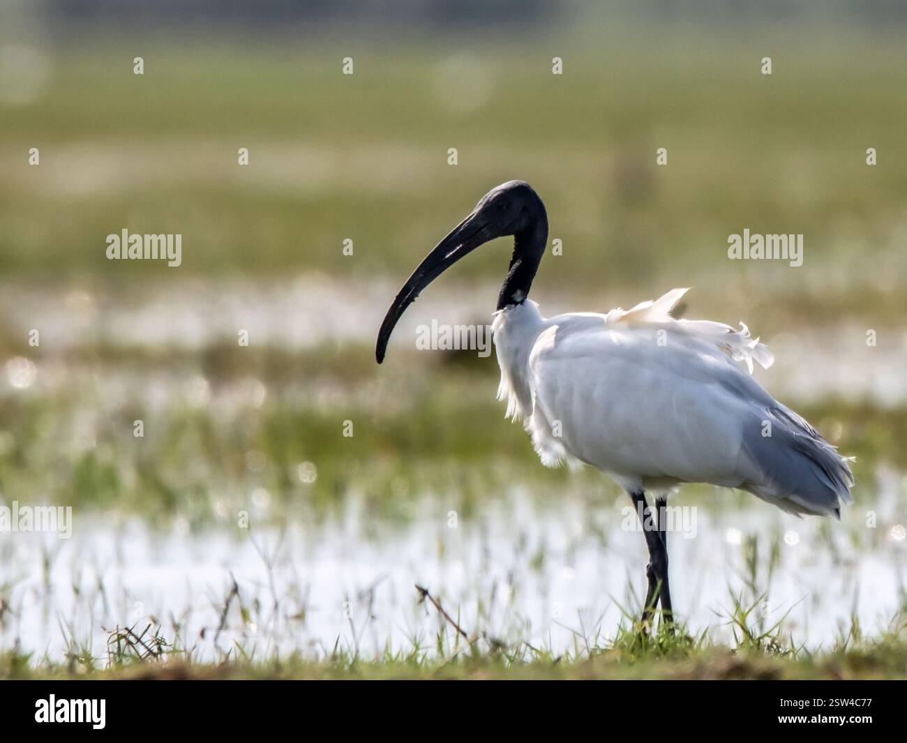 il comportamento naturale e l'ambiente dell'ibis, evidenziandone le caratteristiche fisiche uniche e la tranquilla zona umida. Foto Stock
