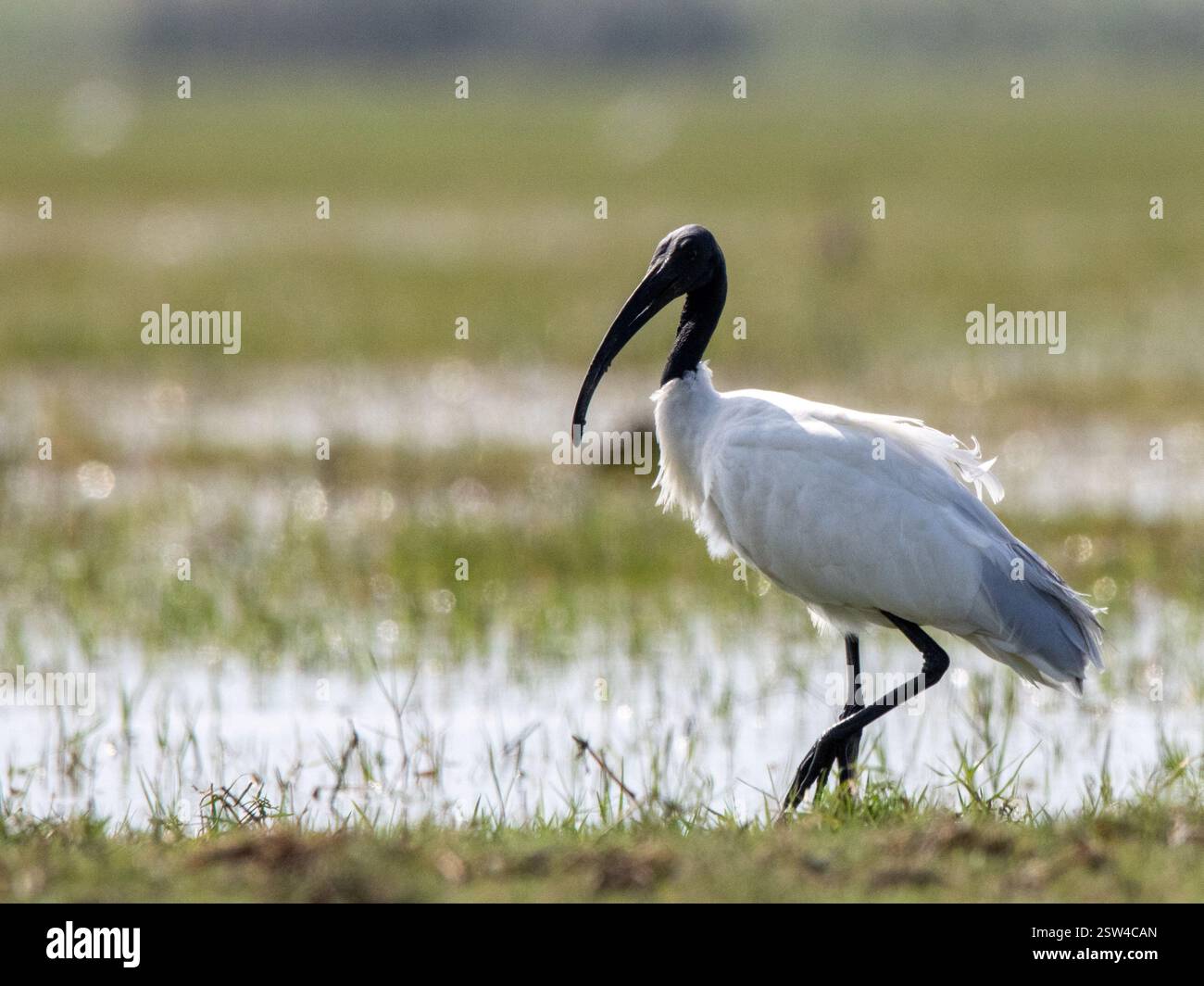 il comportamento naturale e l'ambiente dell'ibis, evidenziandone le caratteristiche fisiche uniche e la tranquilla zona umida. Foto Stock