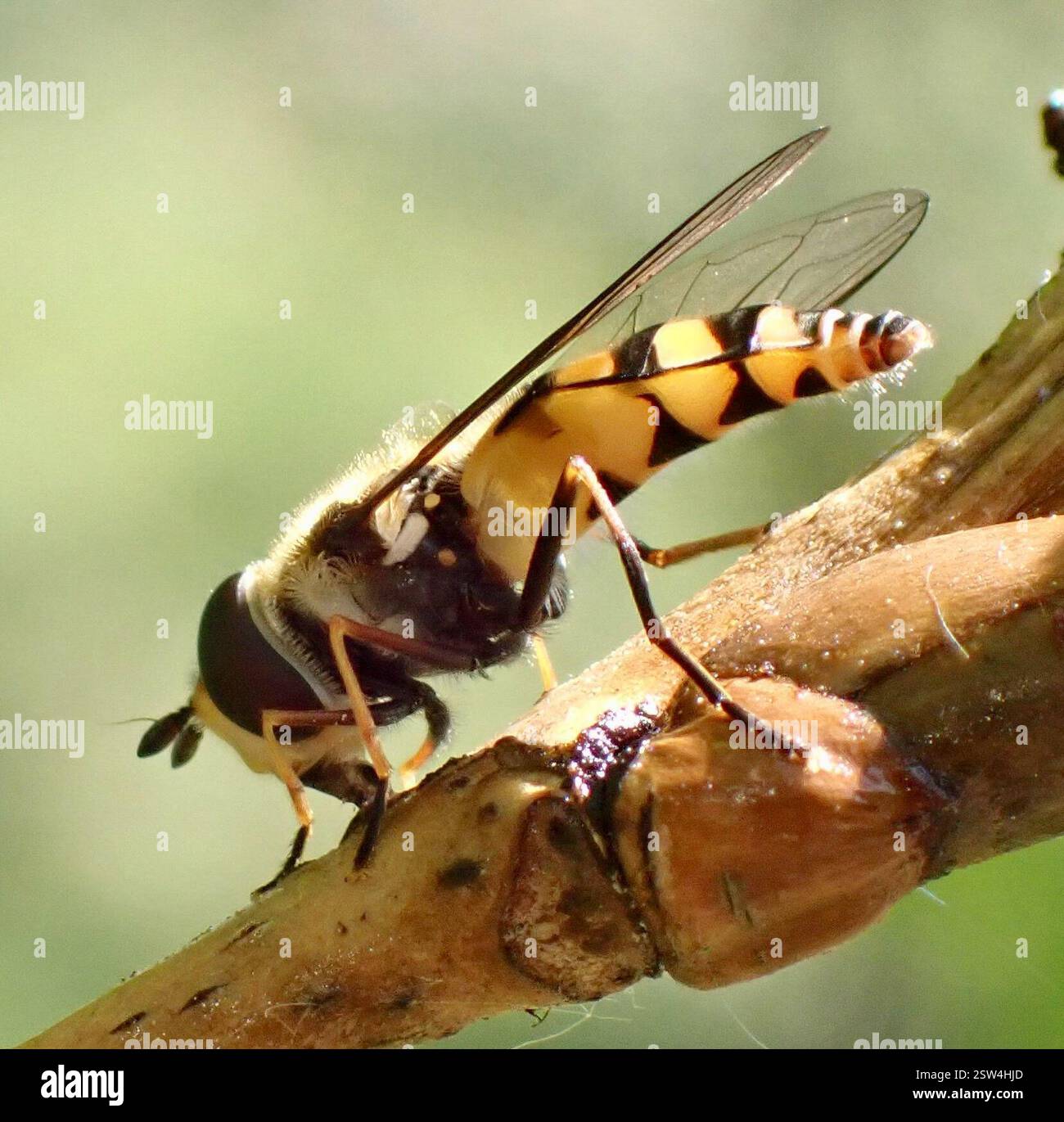 (Didea fasciata), Insecta, Meijendel e Berkheide, Wassenaar, Olanda meridionale, NL Foto Stock