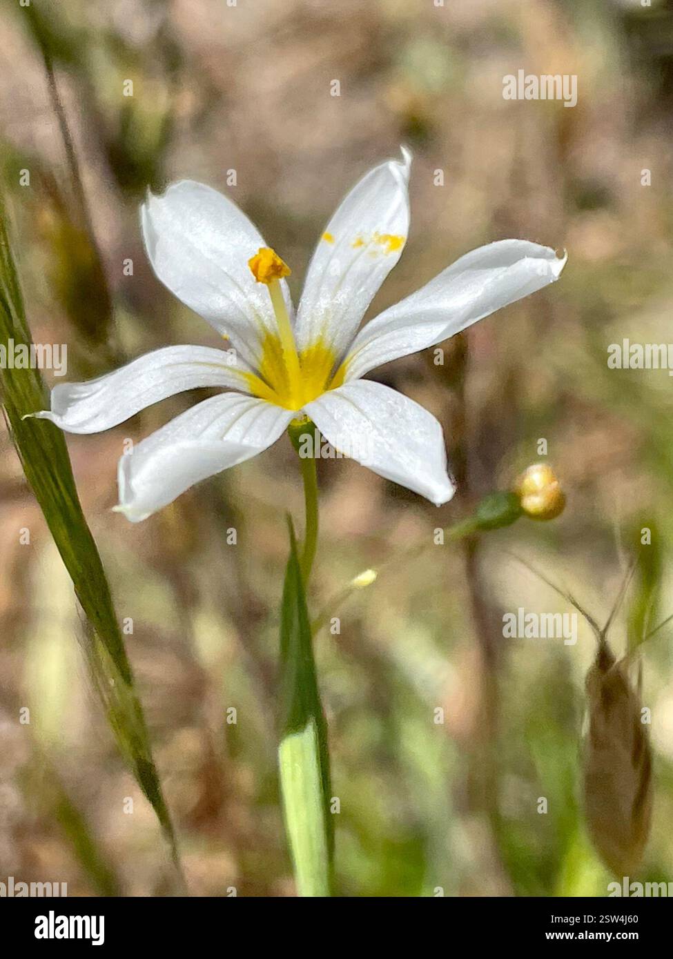 Erba dagli occhi azzurri occidentali (Sisyrinchium bellum), Plantae, Toro County Park, Salinas, CALIFORNIA, NOI, la prima volta che l'ho visto con petali bianchi puri. WESTERN Blue-eyed Grass (Sisyrinchium bellum) pianta nativa della famiglia Iris (Iridaceae) che cresce in aree erbose aperte e in terreni serpertini. Le foglie sono strette, verdi scuro e simili all'erba. I fiori hanno 6 petali con punte appuntite e vene prominenti. I colori vanno dal blu-viola al viola o al blu pallido, occasionalmente bianco e sempre con una gola giallo brillante. Periodo di massima fioritura: Marzo-maggio. Plants of Monterey County: An Illustrated Field Key, 2a edizione Foto Stock