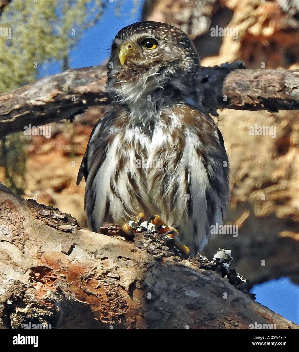 Gufo di Pigmeo ferruginoso (Glaucidium brasilianum), Aves, Gral Güemes, Chaco, Argentina Foto Stock