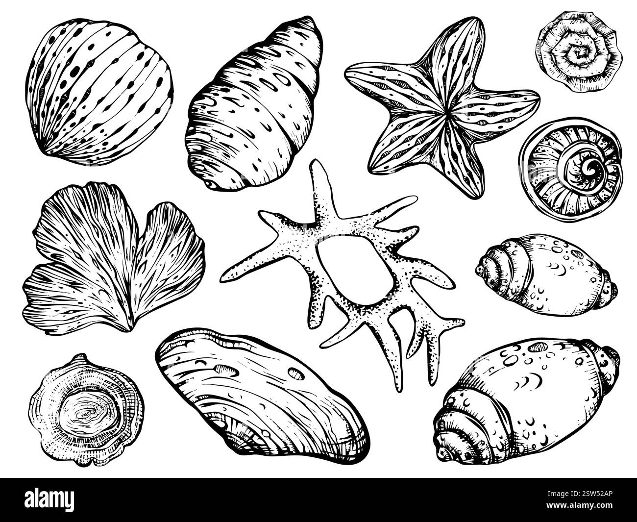 Conchiglie e clipart vettoriale delle stelle marine su sfondo isolato. Pacchetto nautico lineare con coralli e conchiglie marine per confezionare carta o tessuto. Illustrazione Vettoriale