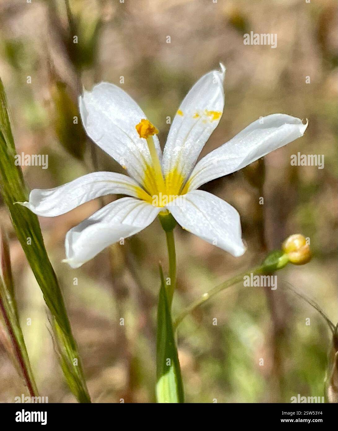 Erba dagli occhi azzurri occidentali (Sisyrinchium bellum), Plantae, Toro County Park, Salinas, CALIFORNIA, NOI, la prima volta che l'ho visto con petali bianchi puri. WESTERN Blue-eyed Grass (Sisyrinchium bellum) pianta nativa della famiglia Iris (Iridaceae) che cresce in aree erbose aperte e in terreni serpertini. Le foglie sono strette, verdi scuro e simili all'erba. I fiori hanno 6 petali con punte appuntite e vene prominenti. I colori vanno dal blu-viola al viola o al blu pallido, occasionalmente bianco e sempre con una gola giallo brillante. Periodo di massima fioritura: Marzo-maggio. Plants of Monterey County: An Illustrated Field Key, 2a edizione Foto Stock