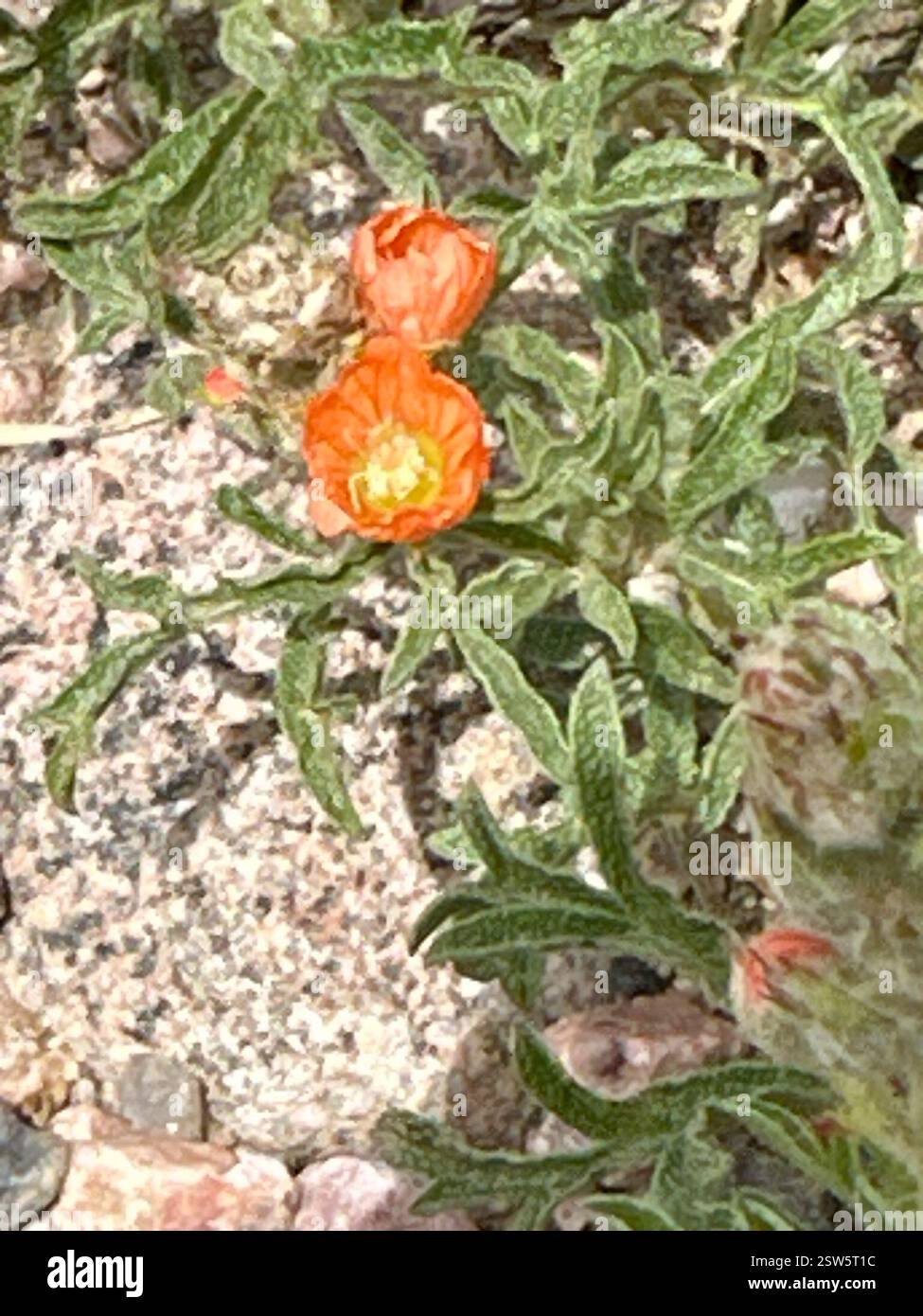Scarlet Globemallow (Sphaeralcea coccinea), Plantae, Terry Bison Ranch Resort, Cheyenne, Wyoming, Stati Uniti Foto Stock