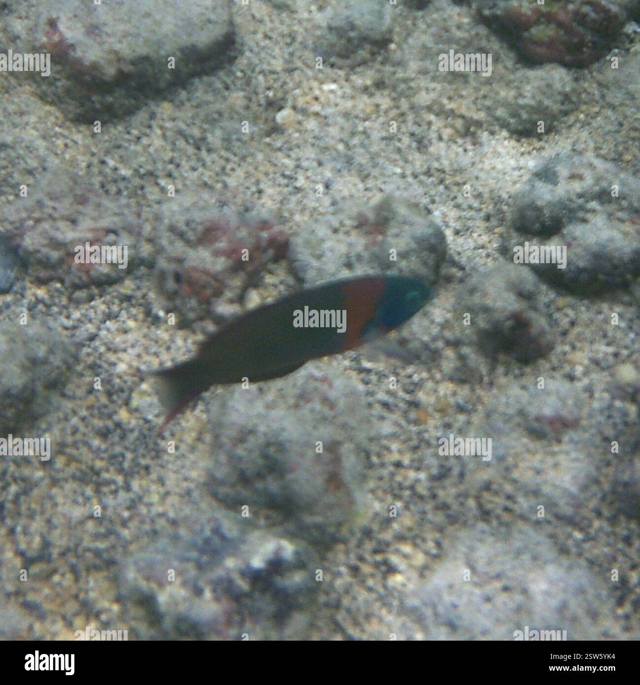 Sella Wrasse (Thalassoma duperrey), Actinopterygii, in acqua a Kahaluu-Keauhou, HI 96740, USA Foto Stock