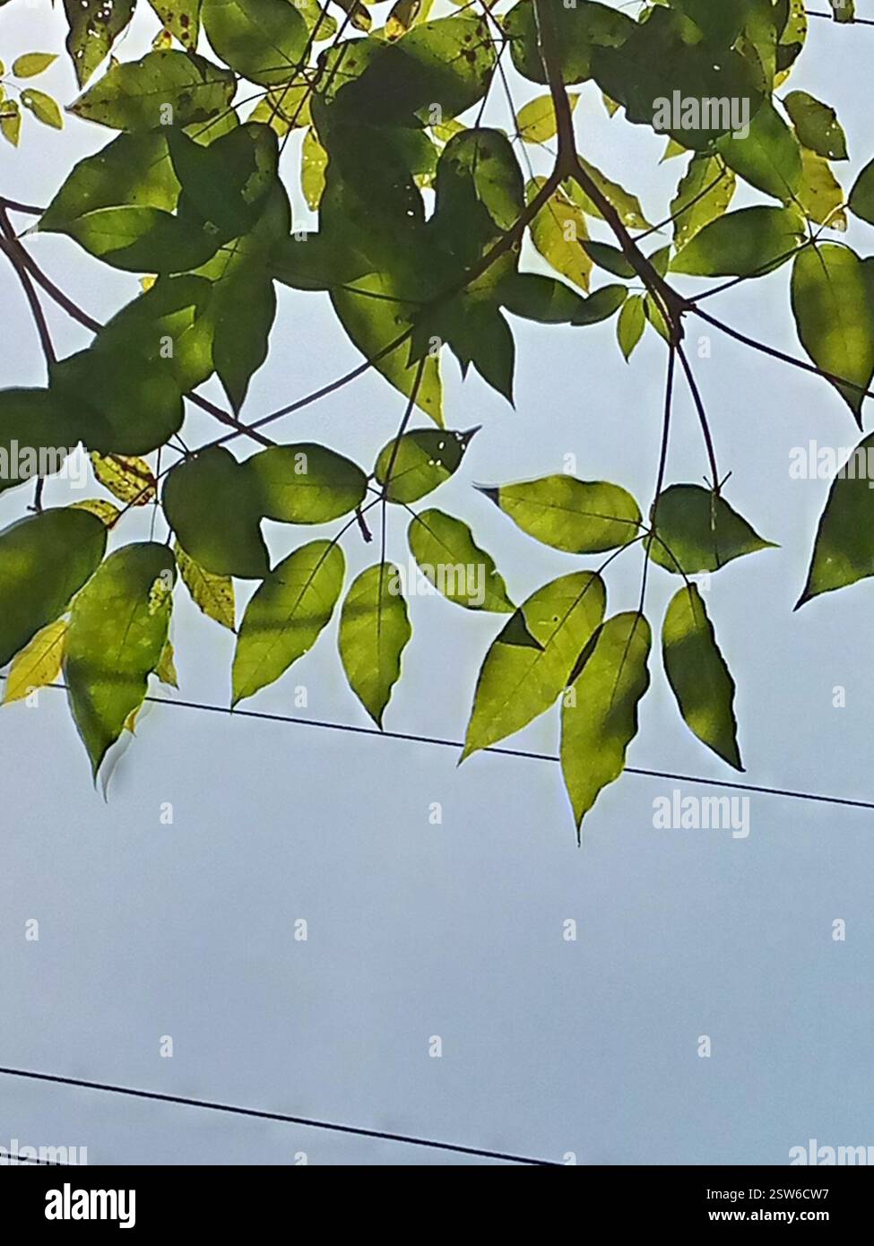Poui rosa (Tabebuia rosea), Plantae, 26XW+95 El Cerrito, Cerro Pelón, Guanare 3350, Portuguesa, Venezuela, Apamate pertenece a la familia Bignoniaceae Árbol caducifolio[1] que llega a medir de 6 a 10 m de altura, aunque en su Hábitat nativo puede superar los 25 m.[1] Tronco corto de corteza grisácea, algo fisurada panículas. Hojas palmadas, compuestas de 3-5 foliolos elípticos a oblongos grandes (surada 34 cm de largo). Las flores tienen cáliz acampanado y bilabiado con pétalos rosa, lavanda o magenta. El fruto es una cápsula lineal, cilíndrica de 22 Foto Stock