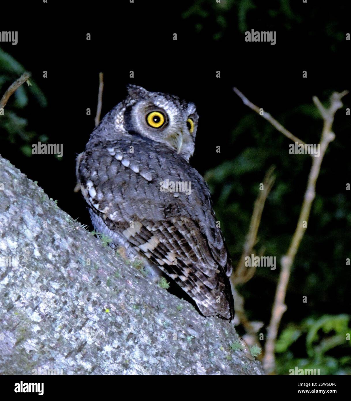 Tropical Screech-Owl (Megascops choliba), Aves, 1° de Mayo, Chaco, Argentina Foto Stock