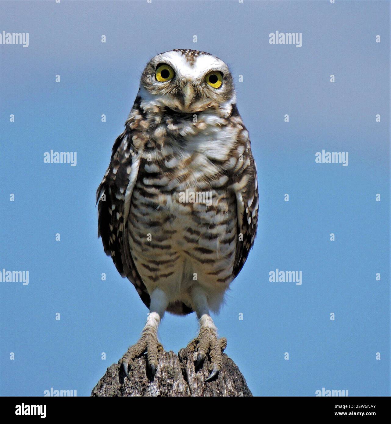 Gufo Burrowing (Athene cunicularia), Aves, Libertador Gral San Martín, Chaco, Argentina Foto Stock