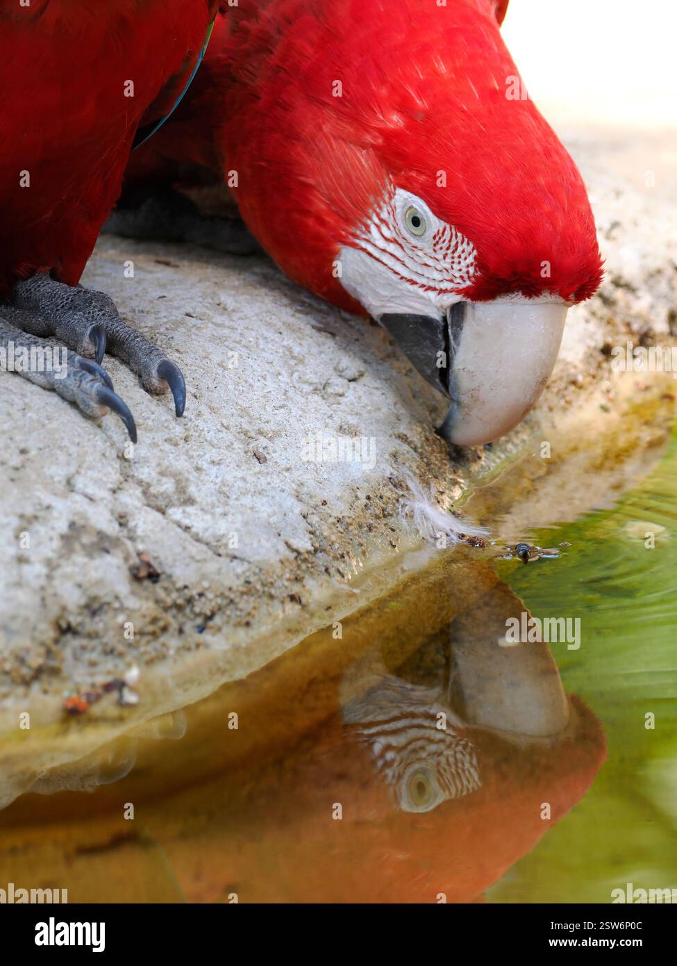 Ritratto del profilo dell'ara con ali verdi (Ara chloroptera o chloropterus) che beve con riflesso della testa Foto Stock