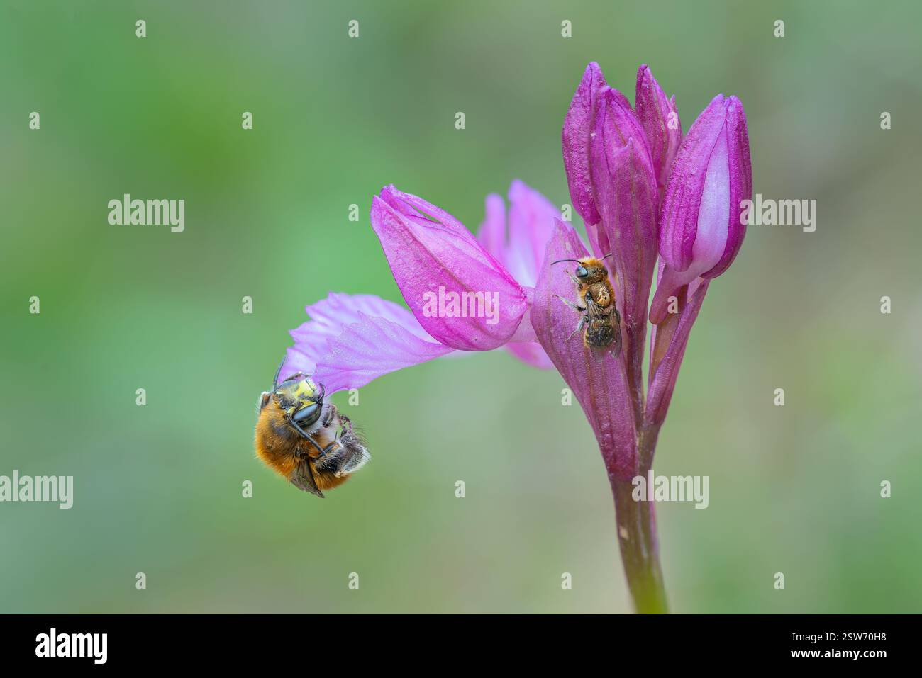 Accattivante macro di un'orchidea farfalla con due api, che mostra l'intricato processo di impollinazione e i colori vivaci. Foto Stock