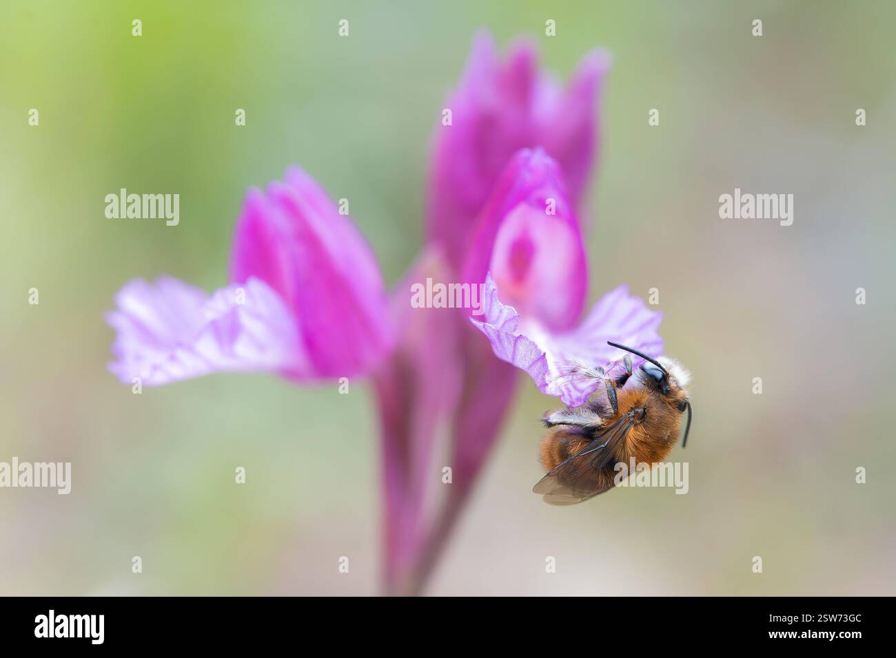 Accattivante macro di un'orchidea farfalla con due api, che mostra l'intricato processo di impollinazione e i colori vivaci. Foto Stock