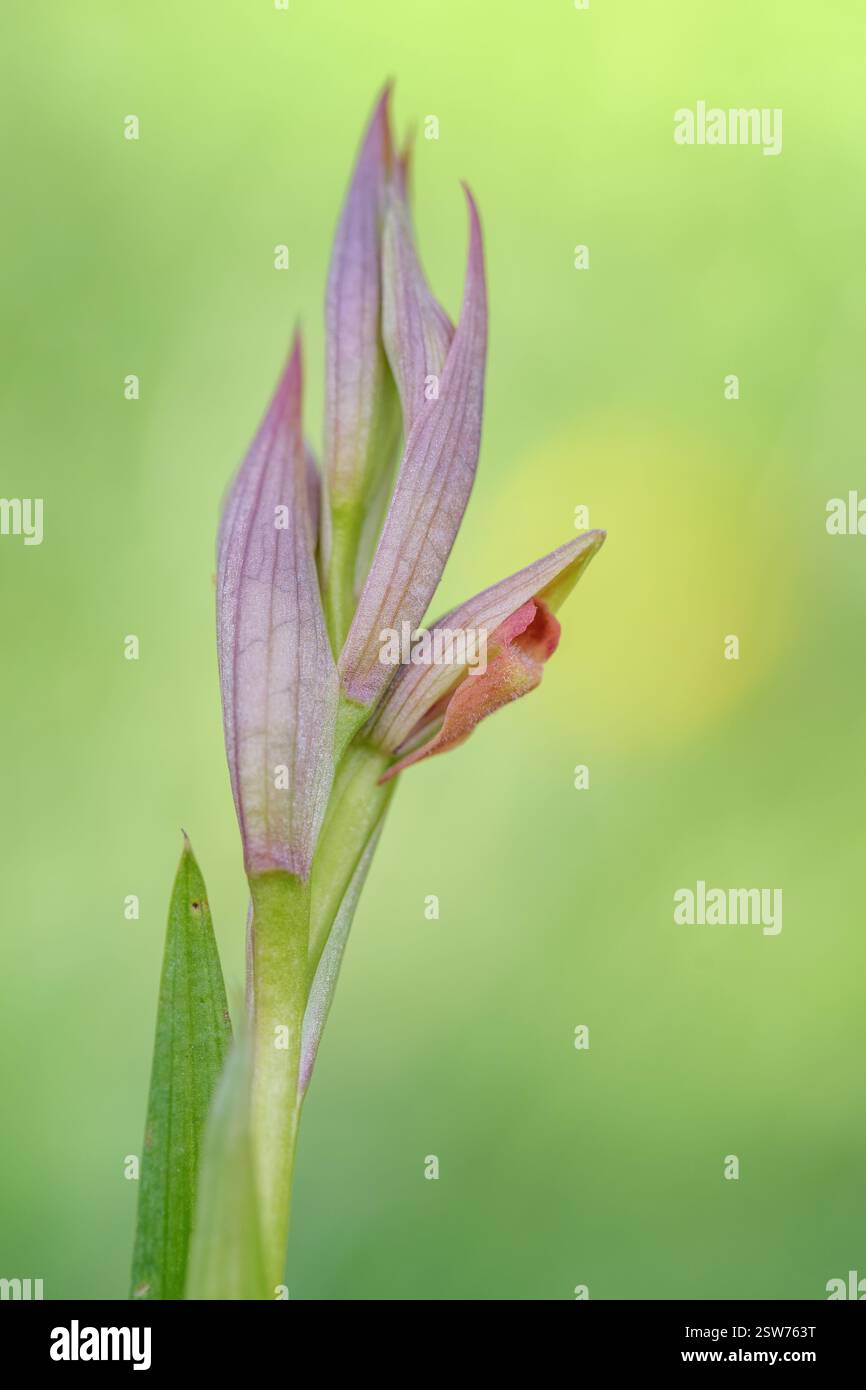 Primo piano delle orchidee Serapias: Delicate sfumature rosa e viola, struttura floreale unica, sfondo verde tenue Foto Stock