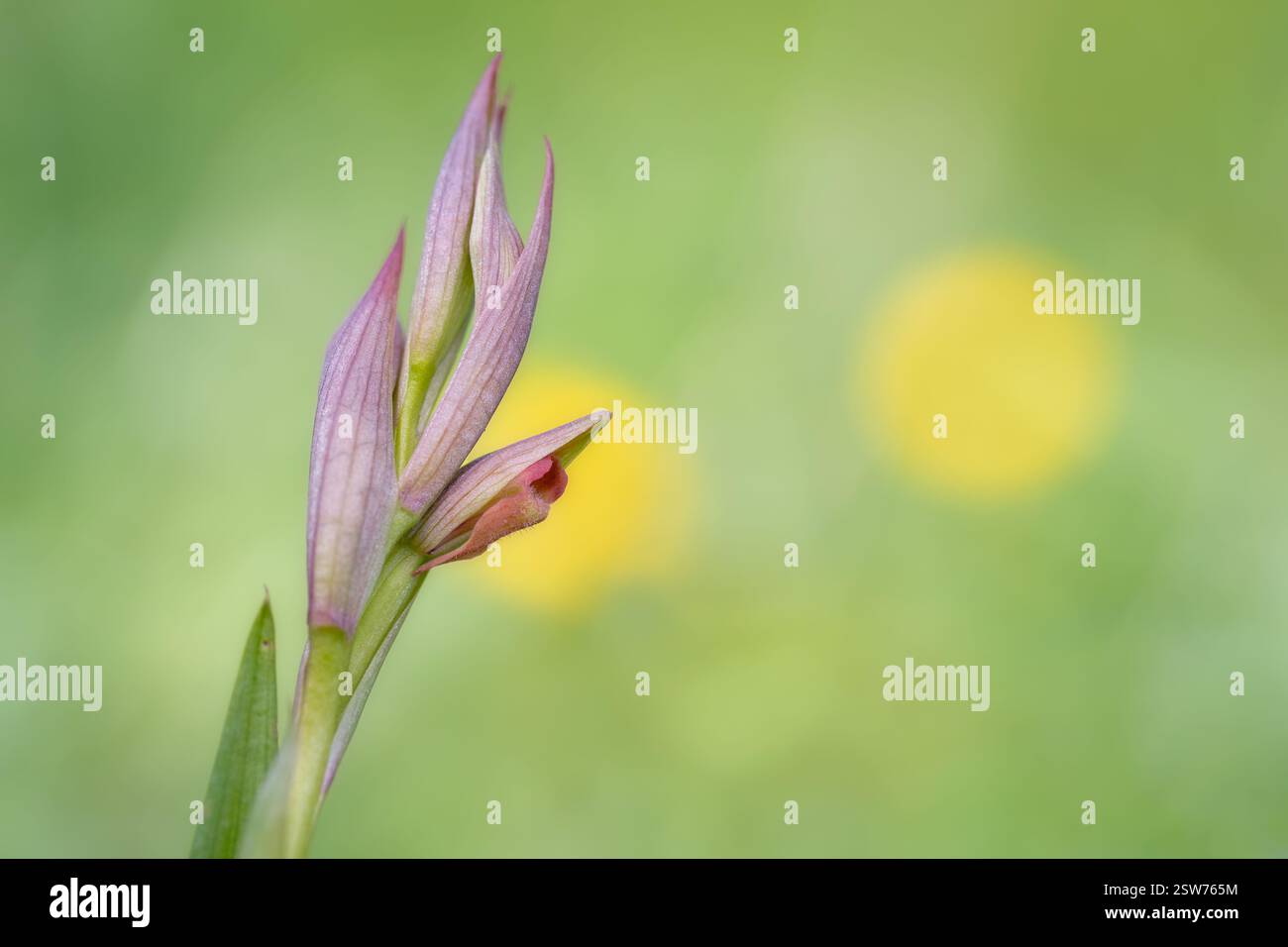 Primo piano delle orchidee Serapias: Delicate sfumature rosa e viola, struttura floreale unica, sfondo verde tenue Foto Stock
