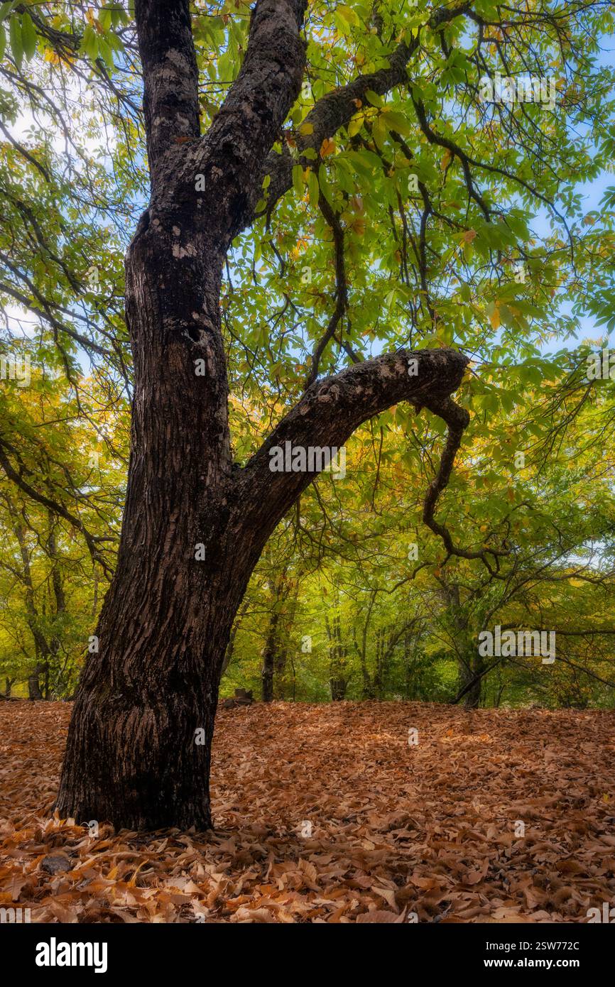 Castagno, Valle del Genale: Fogliame autunnale, foglie cadute, tronco testurizzato, tranquillo paesaggio forestale Foto Stock