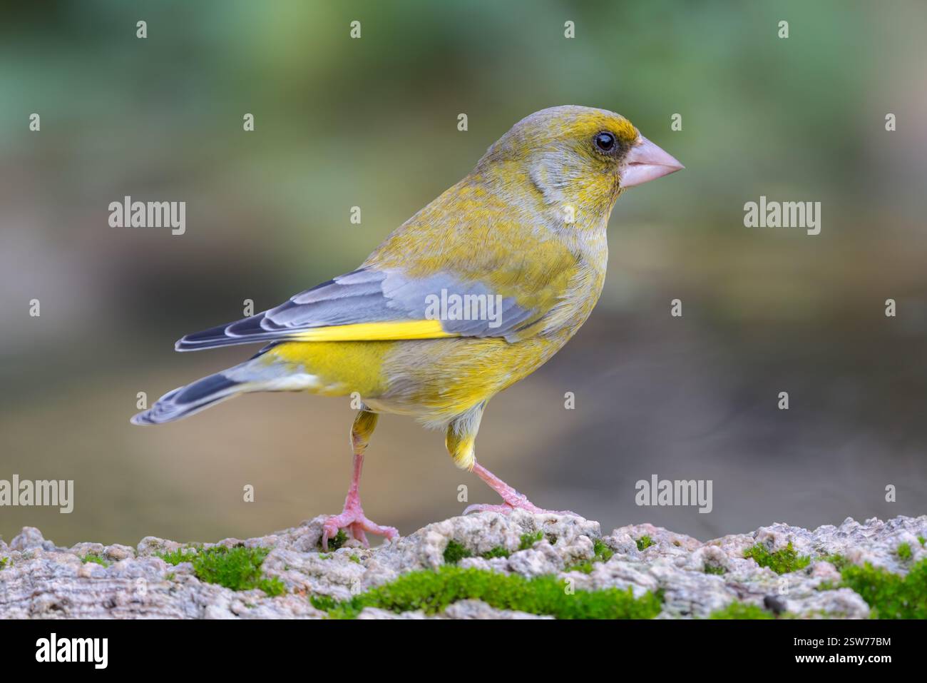 Verdeggiante comune sul ramo: Piumaggio vivace, struttura robusta, luce naturale, ritratto dettagliato Foto Stock