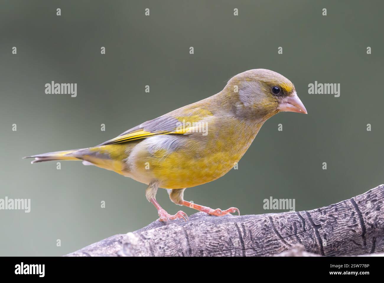 Verdeggiante comune sul ramo: Piumaggio vivace, struttura robusta, luce naturale, ritratto dettagliato Foto Stock