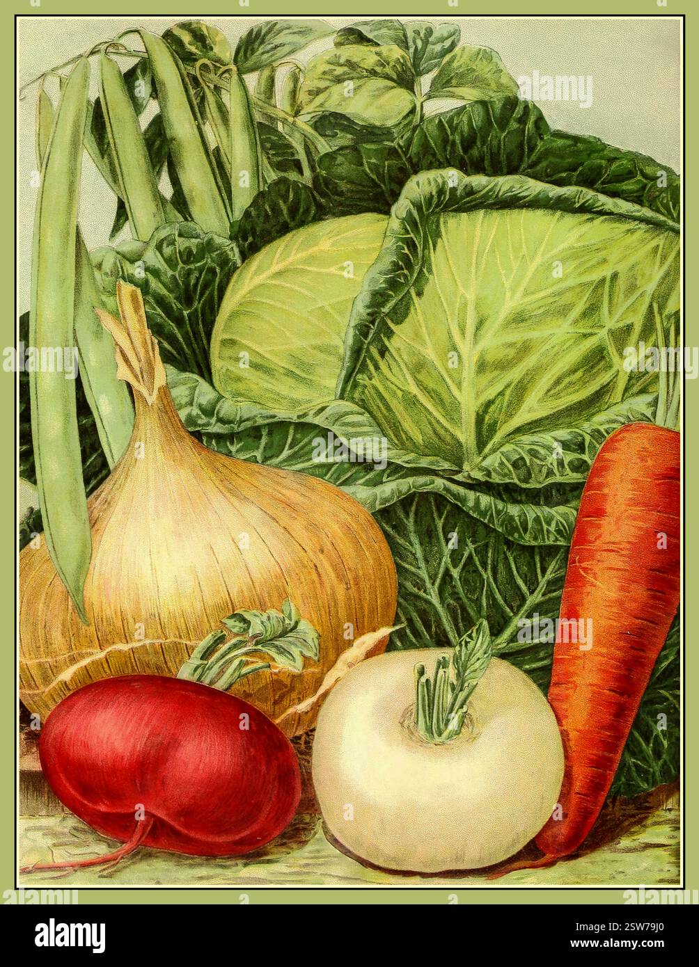 Catalogo di semi di verdura vintage arte storica 1895 cipolle rape cavolo carote Peter Henderson New York USA Foto Stock