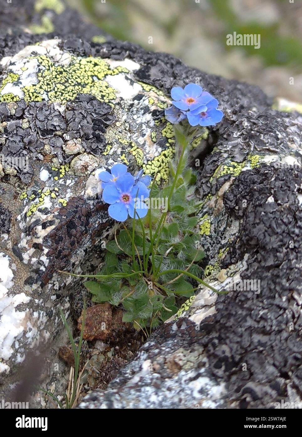 (Eritrichium nanum), Plantae, Hautes-Alpes, Provence-Alpes-Côte d'Azur, FR Foto Stock