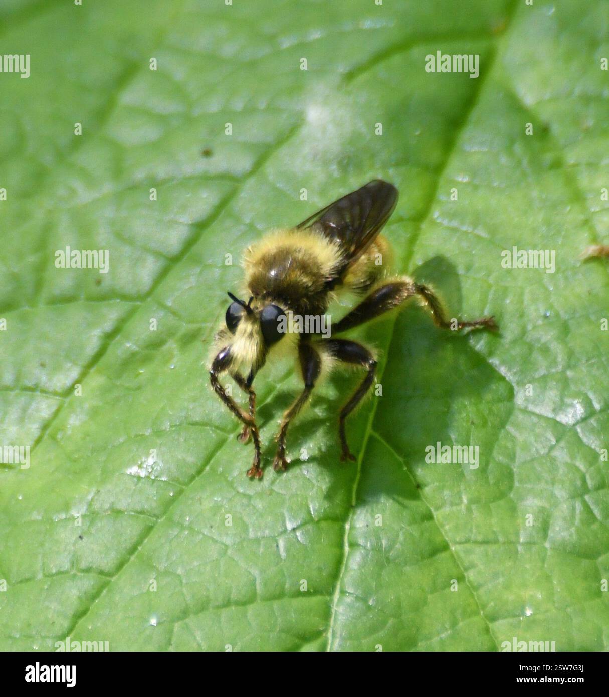 (Laphria fernaldi), Insecta, Campbell Valley Regional Park Foto Stock