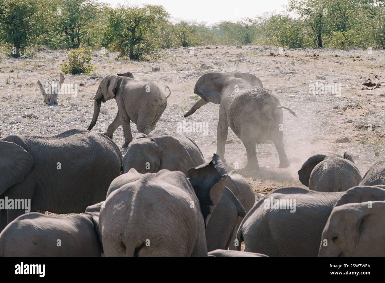 Elefanti femmine che inseguono un elefante maschio lontano da un'abbeveratoio nella savana nel Parco Nazionale Etosha della Namibia. Foto Stock