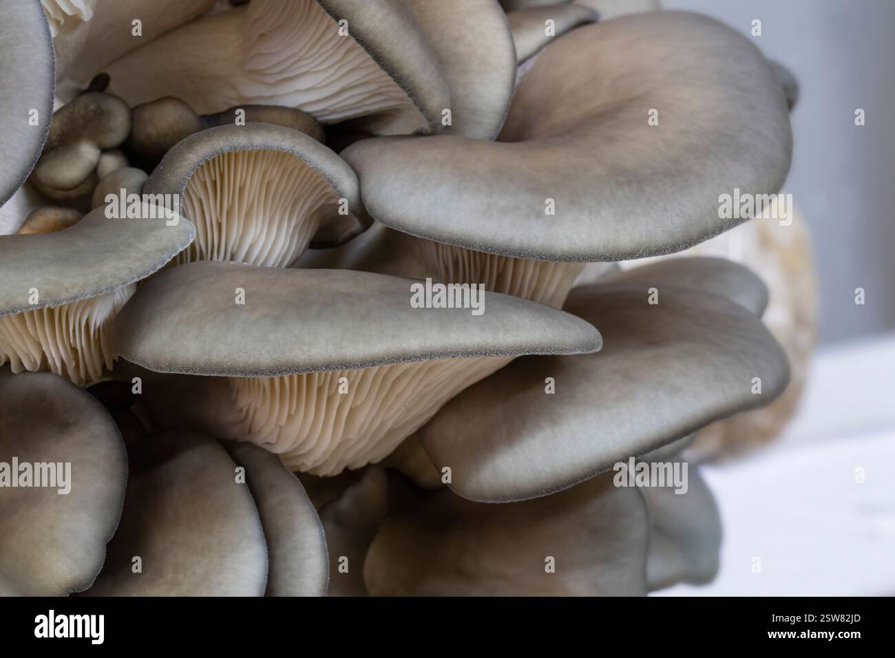 Primo piano dei funghi delle ostriche blu Foto Stock