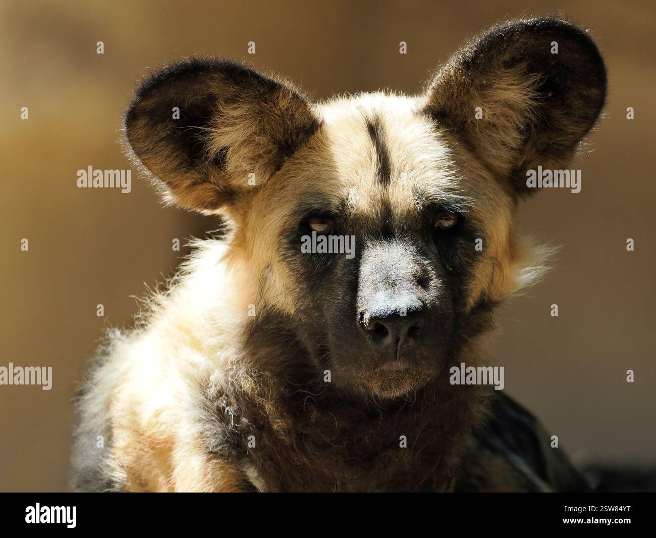 Ritratto a contrasto del cane selvatico africano (Lycaon pictus) visto dal davanti Foto Stock