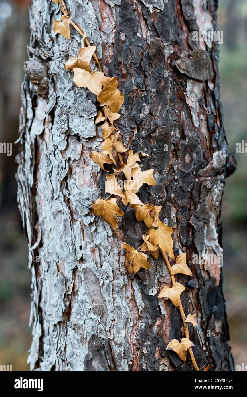 Foglie di edera secca che si arrampicano su un tronco di albero bruciato in una foresta dopo un incendio Foto Stock