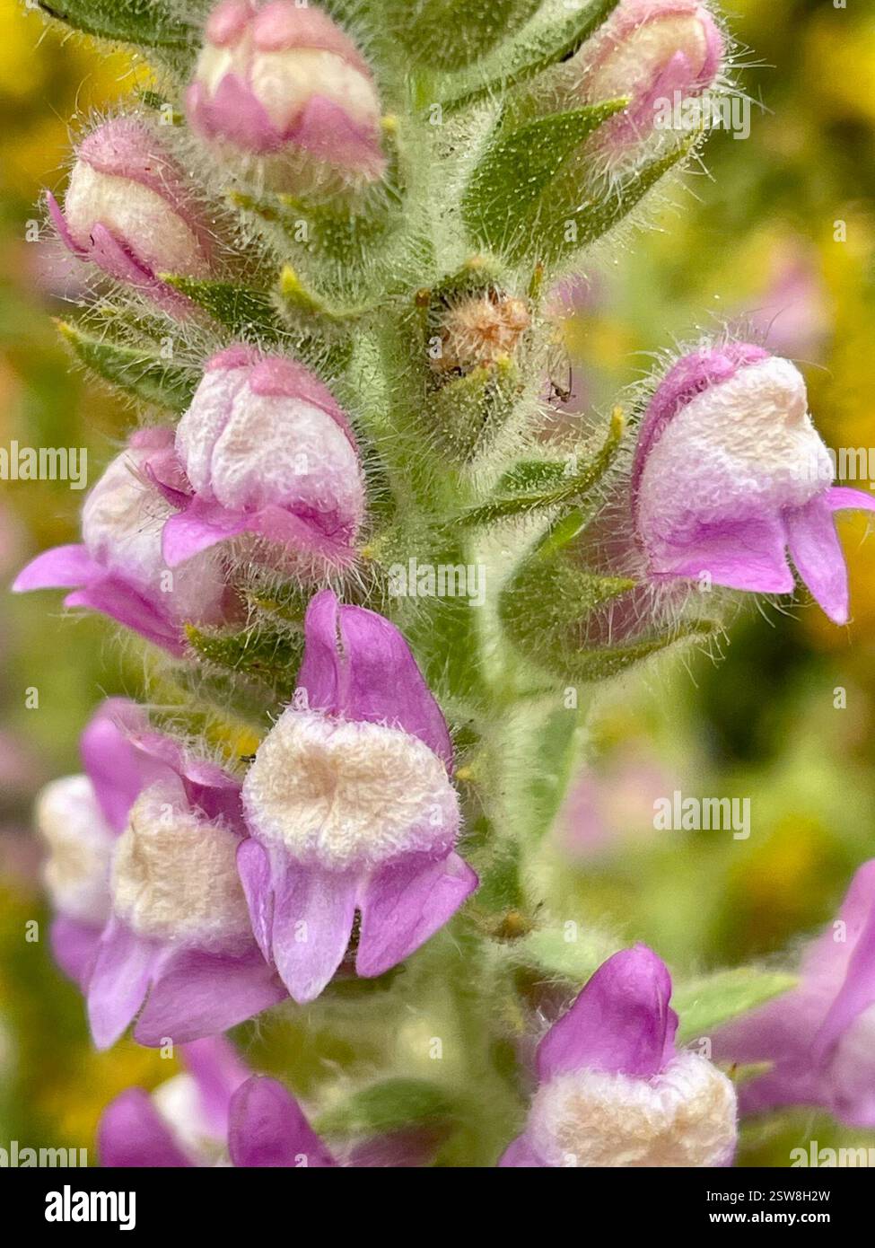 Sierra Snapdragon (Sairocarpus multiflorus), Plantae, Toro County Park, Salinas, CALIFORNIA, NOI, il nativo snapdragon sembra piuttosto magnifico mescolato con il giallo Deerweed (Acmispon glaber). Sta crescendo in un habitat caparrale secco in un'area montuosa che è stata pesantemente bruciata nell'agosto 2020 River Fire. Sierra Snapdragon (Sairocarpus multiflorus) alias Sticky Snapdragon. Endemica della California. Pianta autoctona, annuale o perenne, densamente ghiandolare-pelosa, appiccicosa, di seguace del fuoco della famiglia Plantain (Plantaginaceae) che cresce su terreni rocciosi o disturbati, soprattutto dopo le ustioni. Le lamelle sono lineari a l Foto Stock