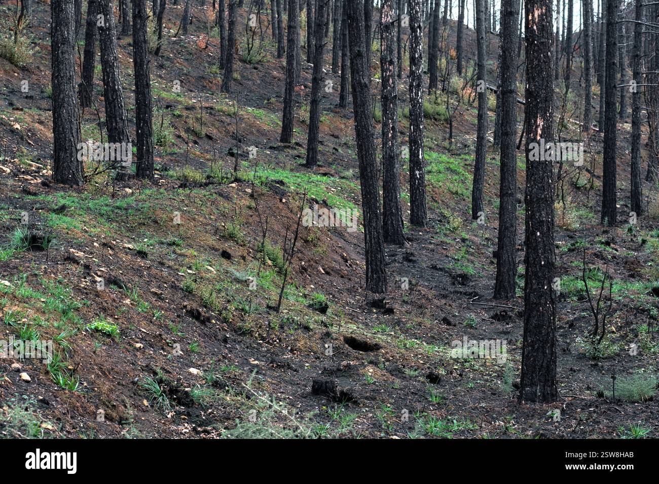 La nuova erba verde che cresce nella foresta bruciata mostra speranza di ricrescita Foto Stock