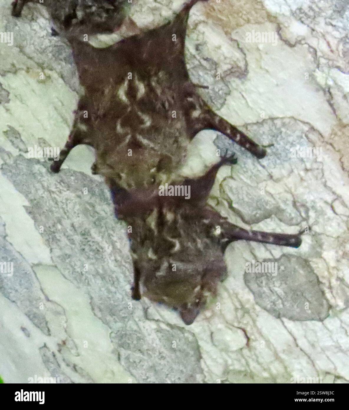 Proboscis Bat (Rhynchonycteris naso), Mammalia, lago Gatun, Colon, PA, il Proboscis Bat (Rhynchonycteris naso) appartiene alla famiglia degli Emballonuridae, i pipistrelli alati o dalla coda di fossa. Come la maggior parte dei pipistrelli, è notturno. Si tratta di un piccolo pipistrello, lungo circa 6 centimetri (2,4 pollici). Alias pipipistrello proboscide dal naso lungo, pipistrello dal naso affilato, pipipistrello brasiliano dal naso lungo e pipistrello fluviale in inglese, e Murciélago narizón in spagnolo. Di solito vive intorno alle zone umide e si trova frequentemente nelle foreste ripariali, nei pascoli nelle paludi e sempre vicino all'acqua. Abitudini: I pipistrelli Proboscis vivono in gruppi. Le colonie di solito sono tra fi Foto Stock