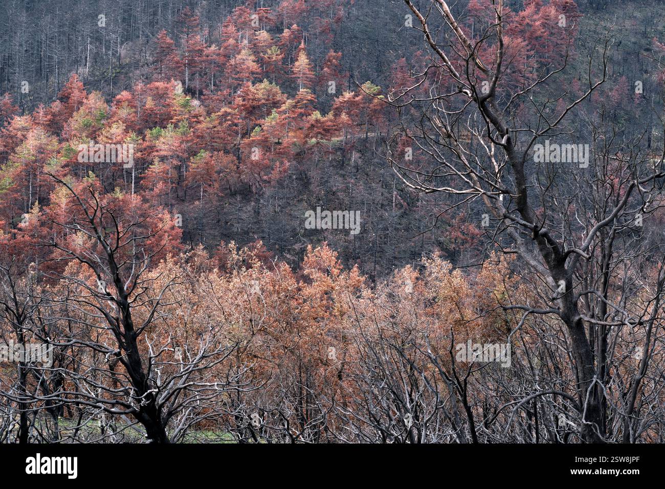 Alberi bruciati e foreste danneggiate che mostrano le conseguenze di un incendio Foto Stock