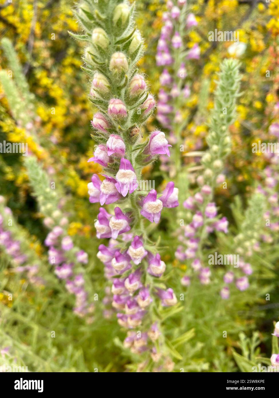 Sierra Snapdragon (Sairocarpus multiflorus), Plantae, Toro County Park, Salinas, CALIFORNIA, NOI, il nativo snapdragon sembra piuttosto magnifico mescolato con il giallo Deerweed (Acmispon glaber). Sta crescendo in un habitat caparrale secco in un'area montuosa che è stata pesantemente bruciata nell'agosto 2020 River Fire. Sierra Snapdragon (Sairocarpus multiflorus) alias Sticky Snapdragon. Endemica della California. Pianta autoctona, annuale o perenne, densamente ghiandolare-pelosa, appiccicosa, di seguace del fuoco della famiglia Plantain (Plantaginaceae) che cresce su terreni rocciosi o disturbati, soprattutto dopo le ustioni. Le lamelle sono lineari a l Foto Stock