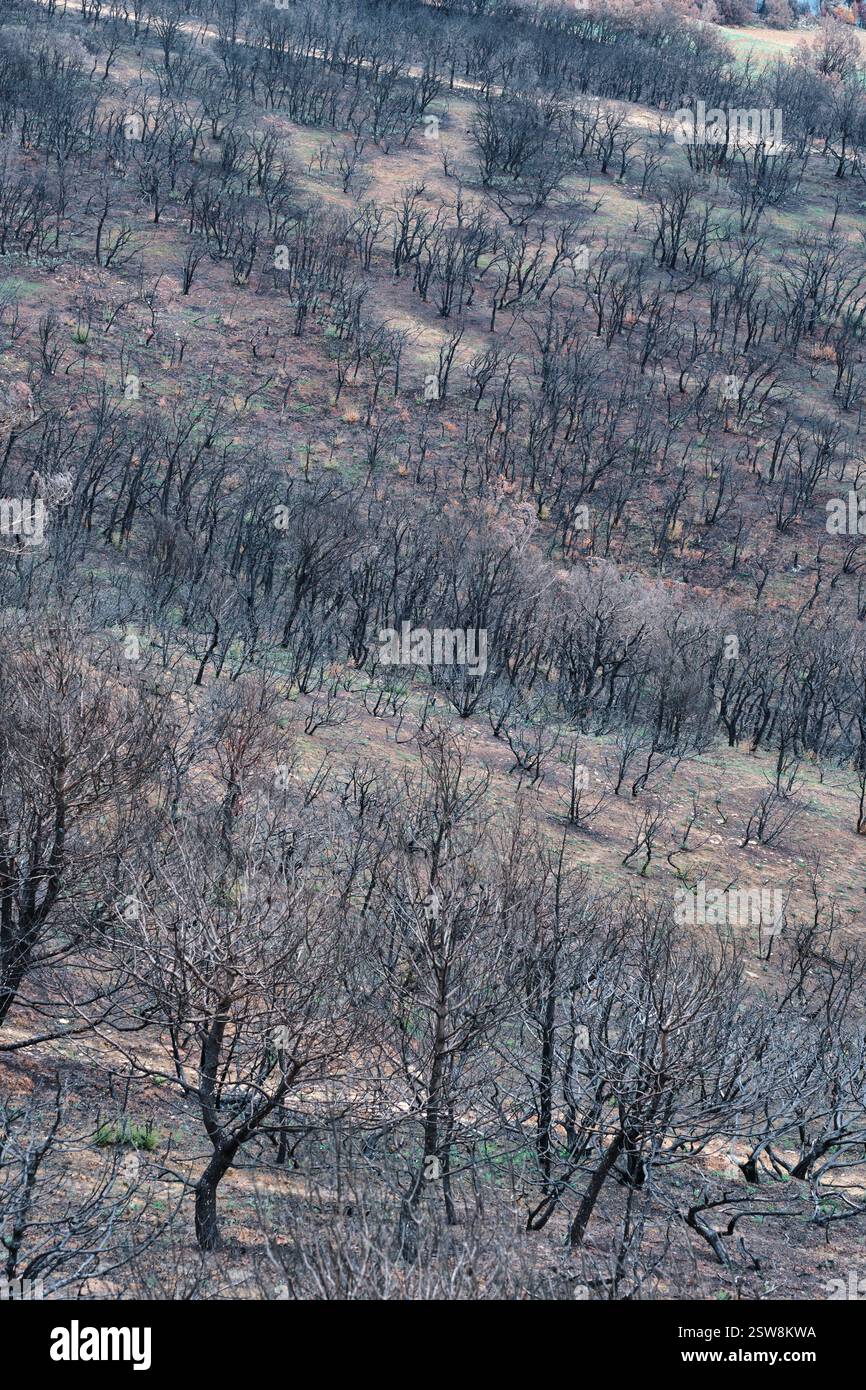 Alberi bruciati che coprono una montagna dopo un incendio Foto Stock