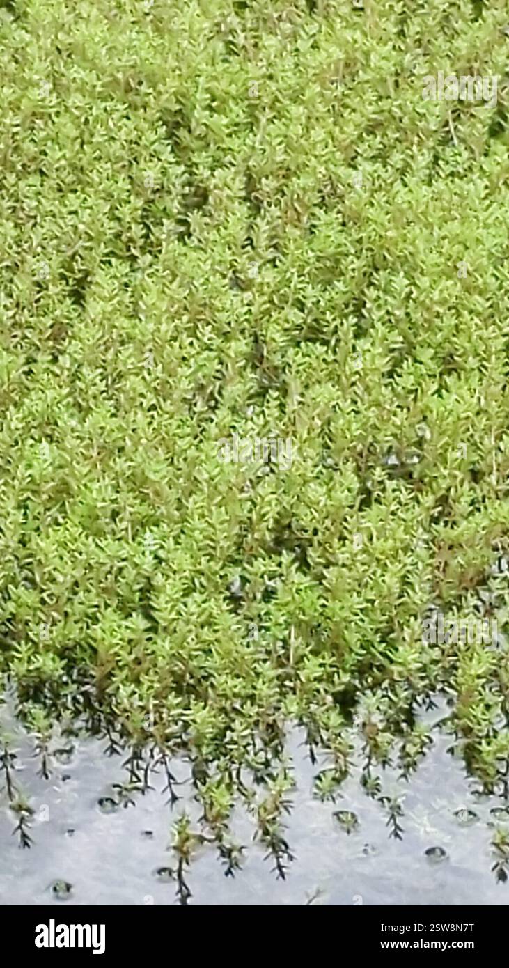Nuova Zelanda pygmyweed (Crassula helmsii), Plantae, Marple Bridge, Marple Bridge, Stockport SK6 5DT, REGNO UNITO Foto Stock