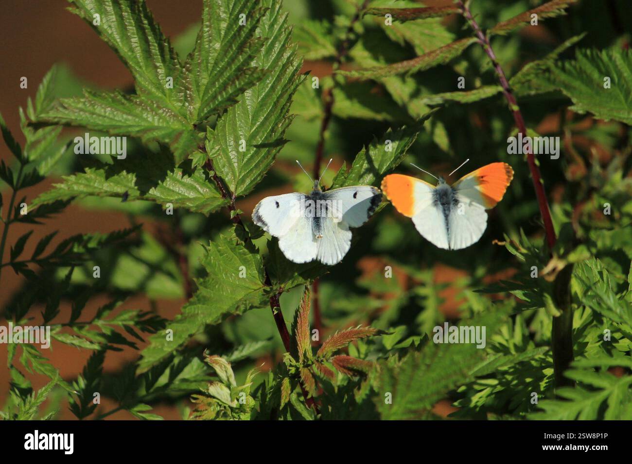 Punta arancione (Anthocharis cardamines), Insecta, Ostrobothnia settentrionale, Oulu, Finlandia, (ID su quello con punte ad alette nere) Foto Stock