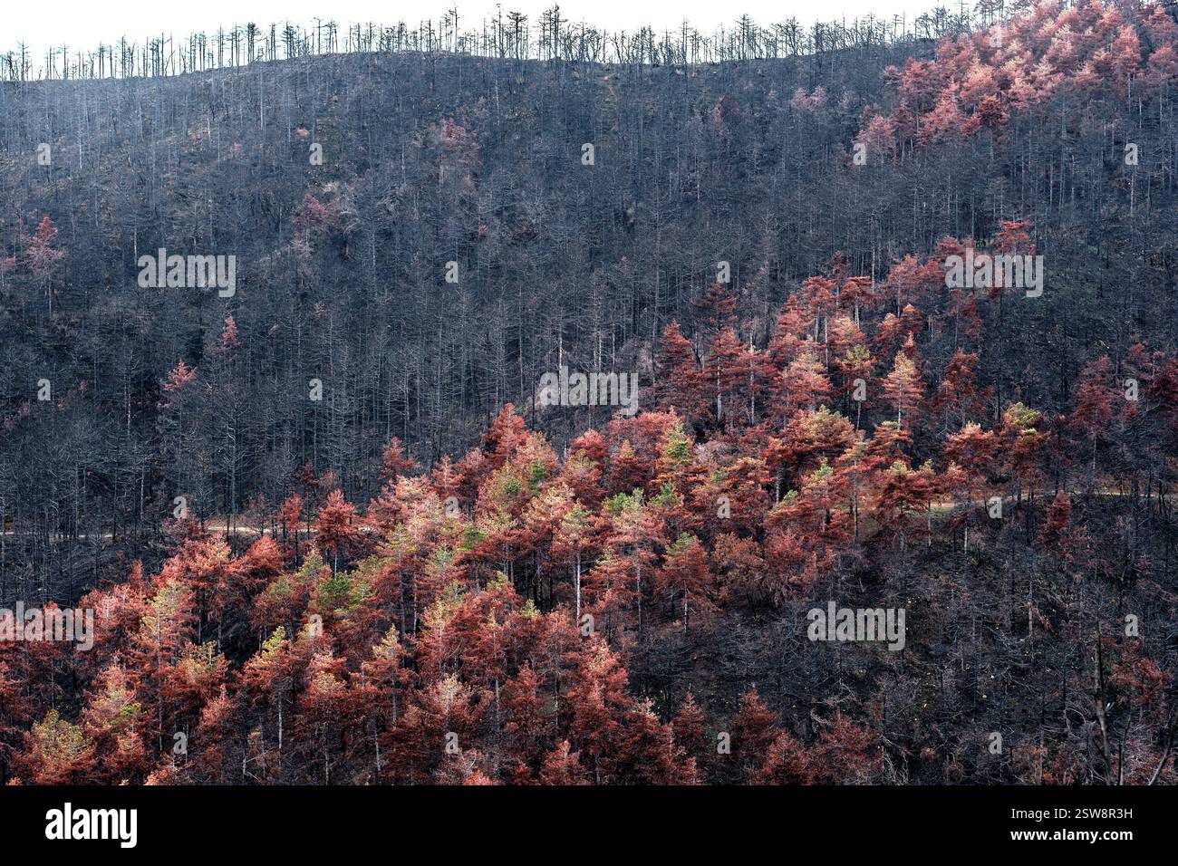 Foresta bruciata che mostra una nuova crescita dopo la devastazione degli incendi Foto Stock