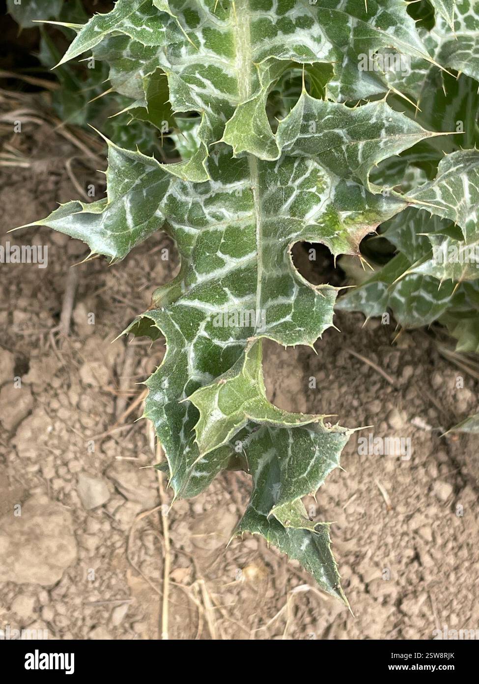 Cardo di latte (Silybum marianum), Plantae, Henry W. Coe State Park, Gilroy, CA, US, Milk Thistle (Silybum marianum) introdotto/naturalizzato cardo nella famiglia delle Asteraceae che cresce lungo le strade, nei pascoli e nei terreni disturbati. Le foglie sono distintive: Le grandi vene bianche sono solitamente molto luminose e apparenti. La colorazione bianca è sempre presente sulle vene di terzo ordine. I Phyllari sono simili a stelle, con lunghe spine affilate che si irradiano immediatamente sotto le grandi teste di fiori viola e solitari. Periodo di massima fioritura: Da maggio a giugno. Eccellente confronto dei cardo per cwarneke: https://www Foto Stock
