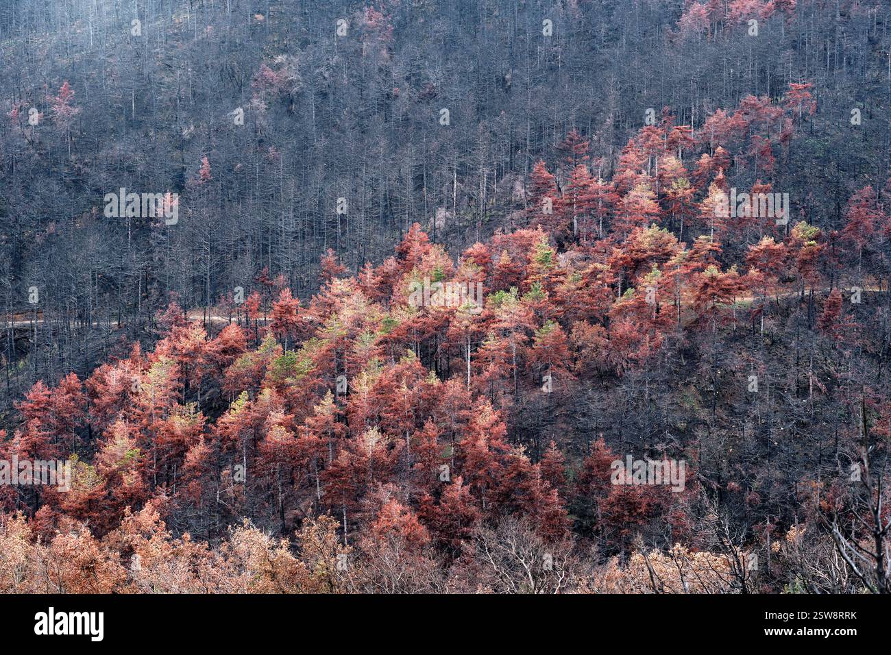 Foresta bruciata che mostra resilienza e inizia a riprendersi dopo un incendio Foto Stock