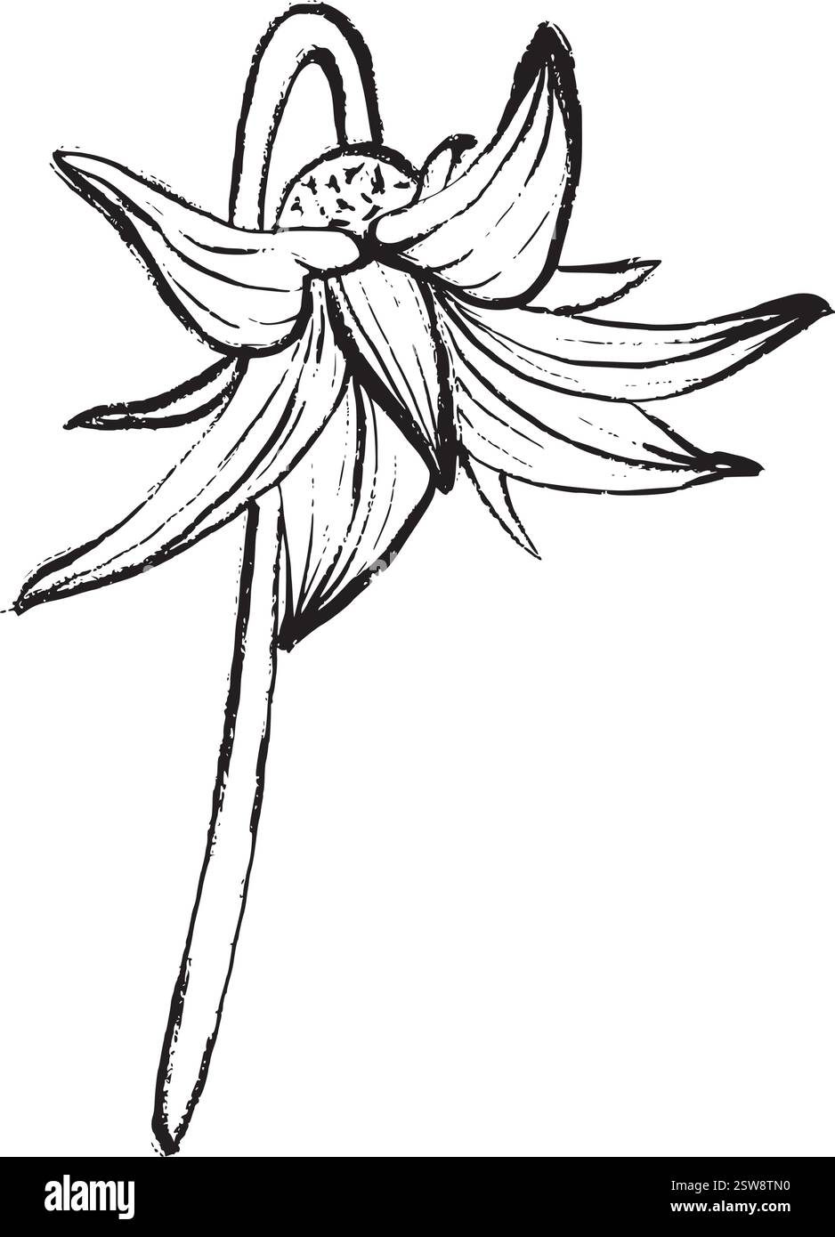 Disegno vettoriale bianco e nero di un fiore di pomodoro. Adatto per illustrazioni botaniche, imballaggi, loghi, stampe, disegni, e materiale educativo. Illustrazione Vettoriale