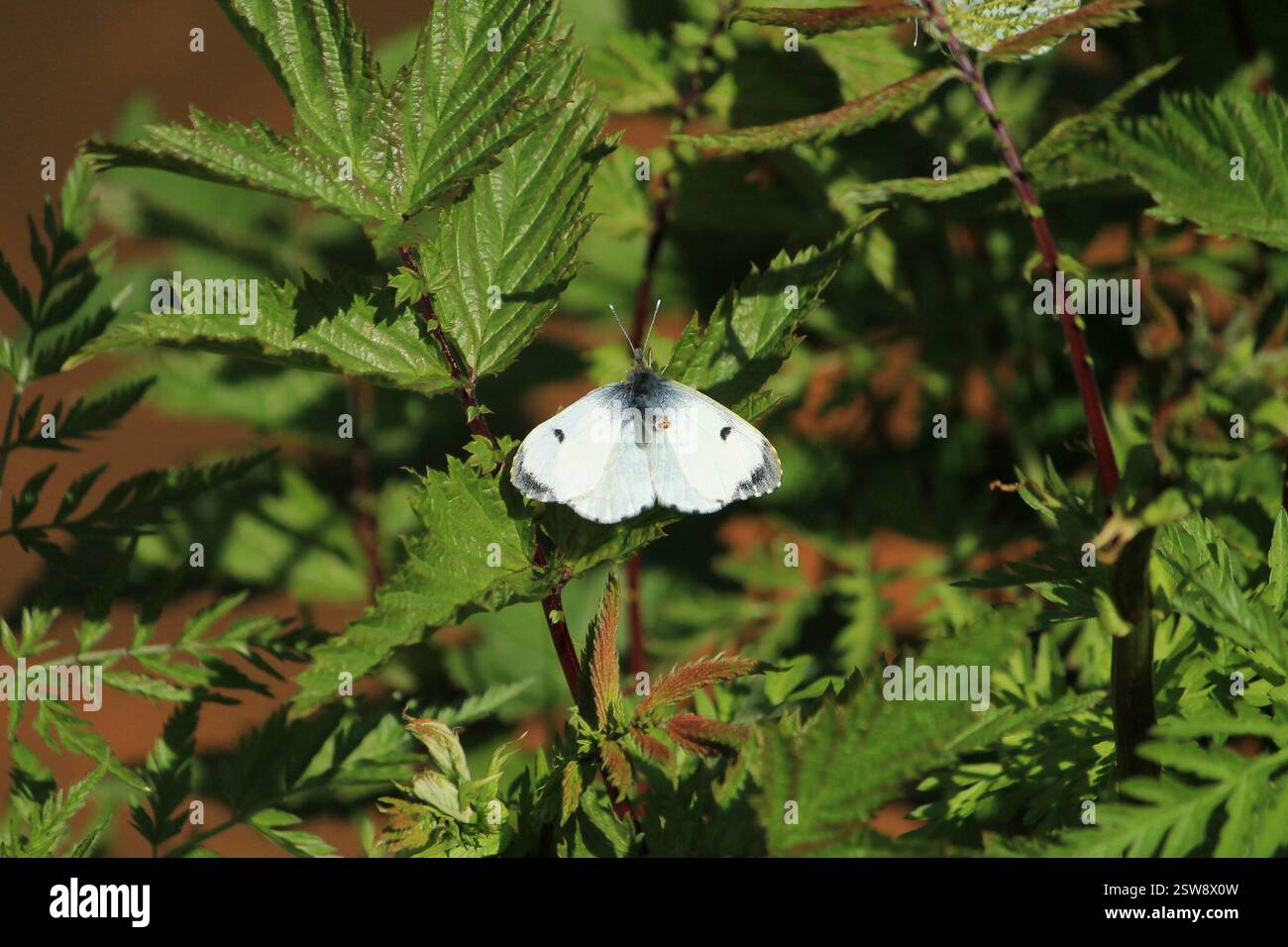 Punta arancione (Anthocharis cardamines), Insecta, Ostrobothnia settentrionale, Oulu, Finlandia, (ID su quello con punte ad alette nere) Foto Stock