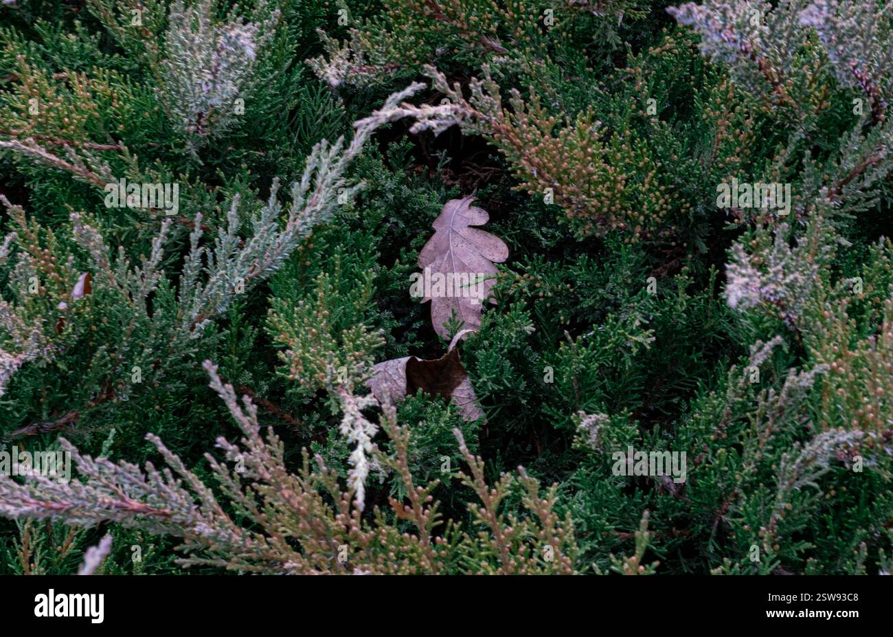 Foglia di quercia secca tra rami di ginepro verde. Autunno in natura, contrasto di decadimento e piante sempreverdi. Foto Stock