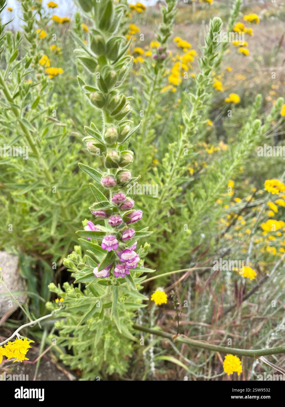 Sierra Snapdragon (Sairocarpus multiflorus), Plantae, Garrapata State Park, Carmel, CALIFORNIA, STATI UNITI, 18-20 gruppi di questi draghi dentici colonnari rosa sul Rocky Ridge Trail. Su entrambi i lati del percorso ad anello di Rocky Ridge è in fiore una grande fioritura di molte varietà di fiori autoctoni. Sierra Snapdragon (Sairocarpus multiflorus) alias Sticky Snapdragon. Endemica della California. Pianta autoctona, annuale o perenne, densamente ghiandolare-pelosa, appiccicosa, di seguace del fuoco della famiglia Plantain (Plantaginaceae) che cresce su terreni rocciosi o disturbati, soprattutto dopo le ustioni. Le foglie sono lineari a lanceolato. Foto Stock