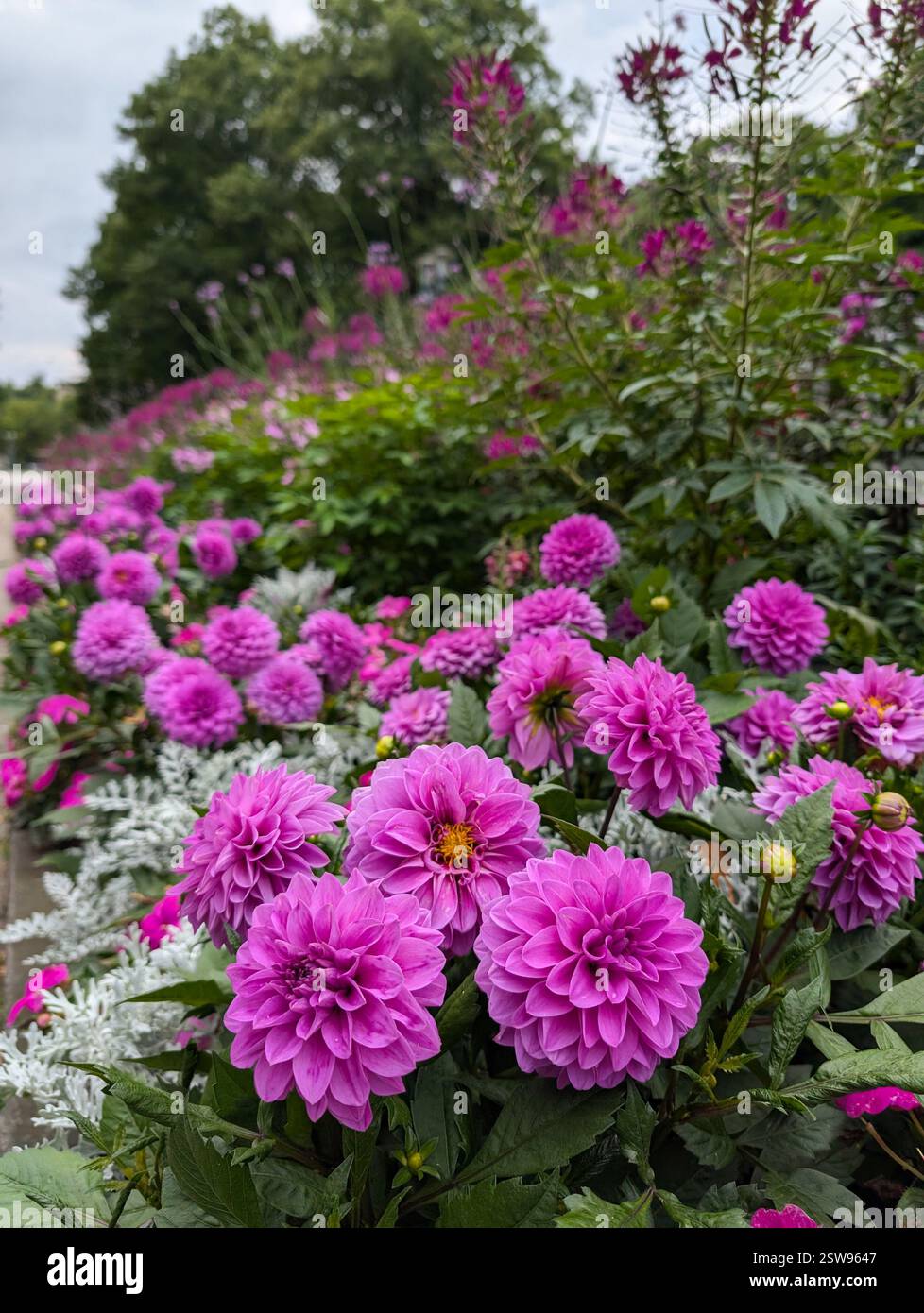 Una pittoresca aiuola piena di lussureggianti dahlia rosa, mugnaio polveroso bianco e fiori alti e limpidi. Il ricco display floreale è ideale per la progettazione di giardini Foto Stock