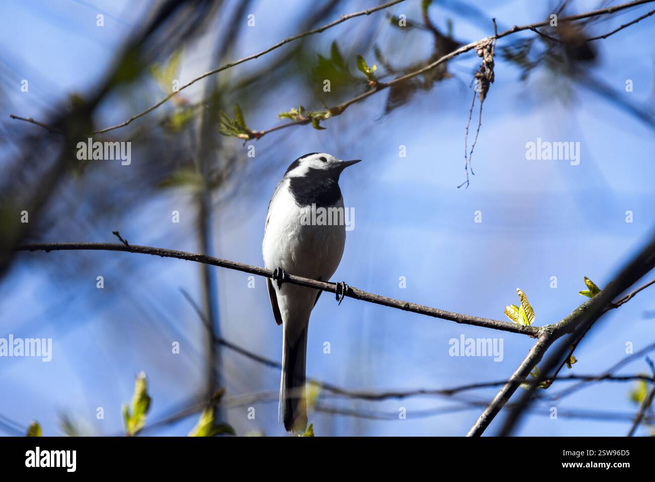 Un piccolo uccello nero grigio si siede sul ramo dell'albero in un giorno di primavera. La Motacilla alba è un piccolo uccello passerino della famiglia Motacillidae. PH Foto Stock