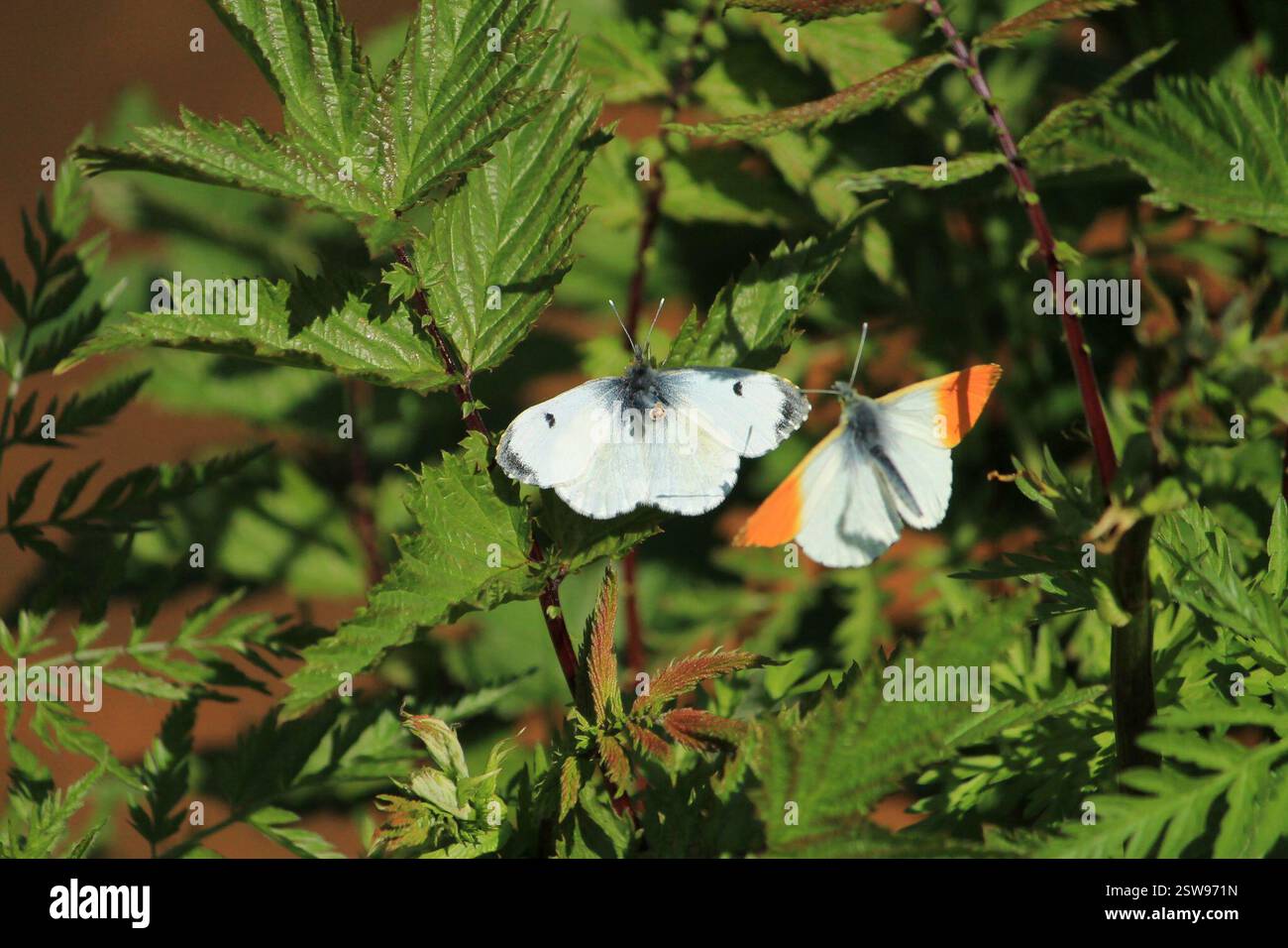 Punta arancione (Anthocharis cardamines), Insecta, Ostrobothnia settentrionale, Oulu, Finlandia, (ID su quello con punte ad alette nere) Foto Stock