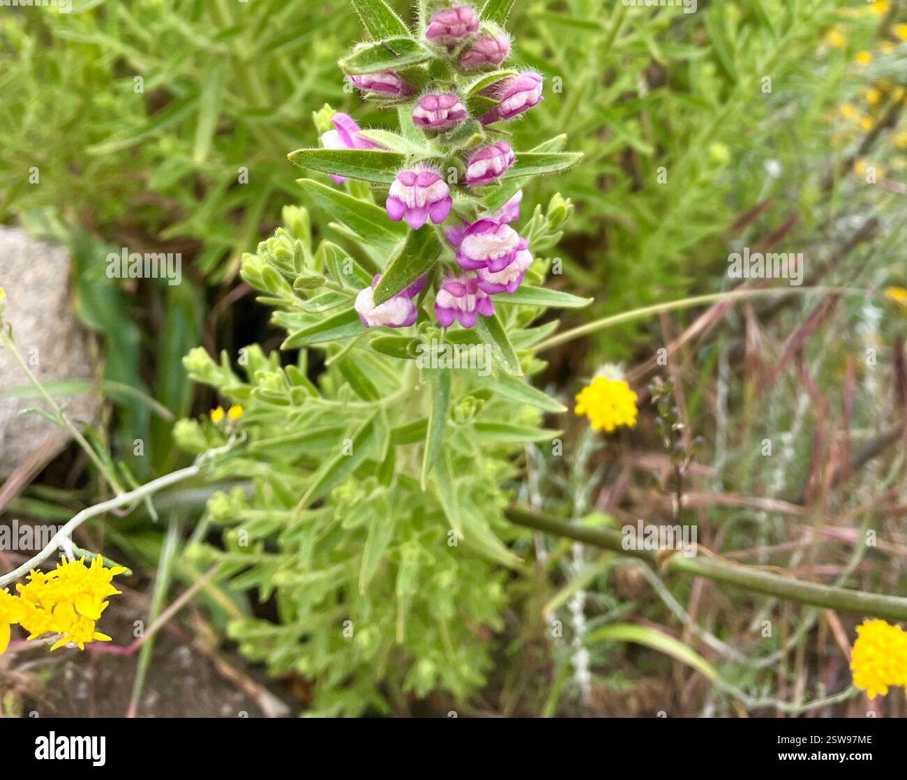 Sierra Snapdragon (Sairocarpus multiflorus), Plantae, Garrapata State Park, Carmel, CALIFORNIA, STATI UNITI, 18-20 gruppi di questi draghi dentici colonnari rosa sul Rocky Ridge Trail. Su entrambi i lati del percorso ad anello di Rocky Ridge è in fiore una grande fioritura di molte varietà di fiori autoctoni. Sierra Snapdragon (Sairocarpus multiflorus) alias Sticky Snapdragon. Endemica della California. Pianta autoctona, annuale o perenne, densamente ghiandolare-pelosa, appiccicosa, di seguace del fuoco della famiglia Plantain (Plantaginaceae) che cresce su terreni rocciosi o disturbati, soprattutto dopo le ustioni. Le foglie sono lineari a lanceolato. Foto Stock